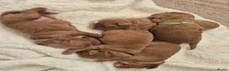 Cockapoo dogs for sale: Beautiful F1 cockapoos - 4 reserved! - Advert 8