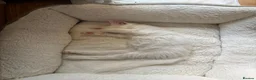 Turkish Angora cats for sale: Turkish Angora X Blue lynx bio Ragdoll kittens - Advert 13