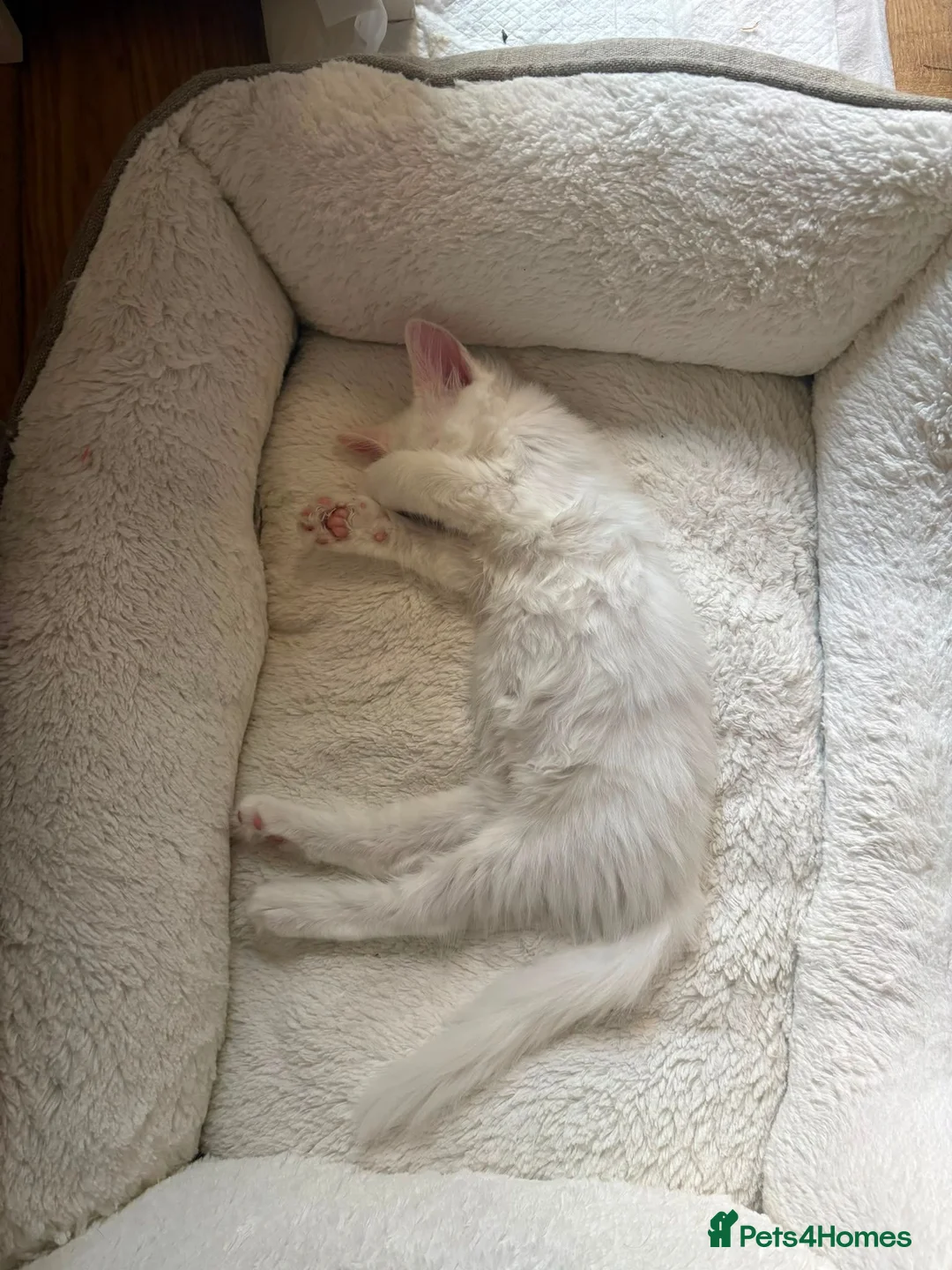 Turkish Angora cats for sale: Turkish Angora X Blue lynx bio Ragdoll kittens - Advert 13