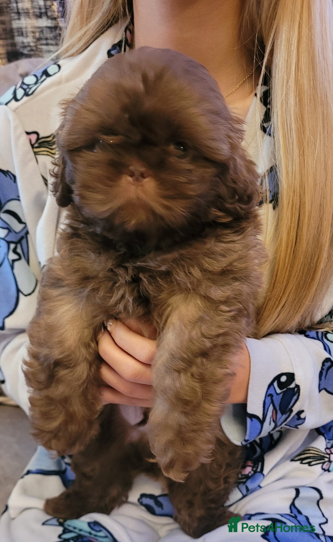 Shih Tzu dogs for sale: Stunning shihtzu puppy - Image 7