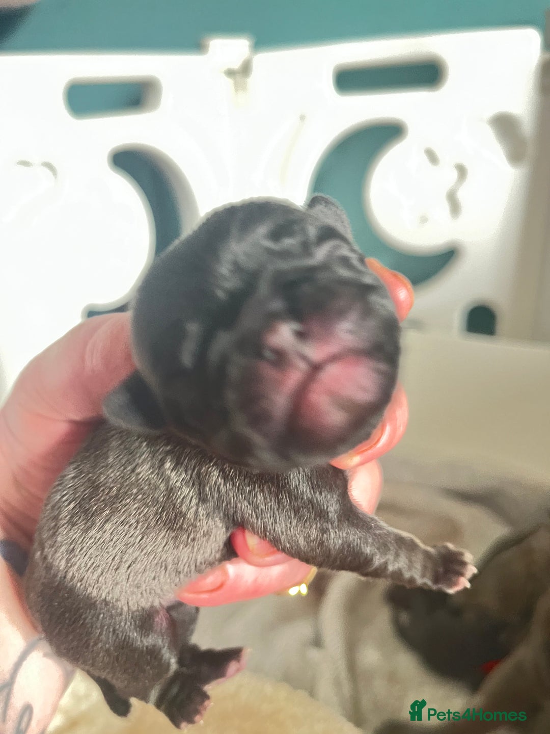 Pug dogs for sale: Beautiful pug puppies  - Image 2