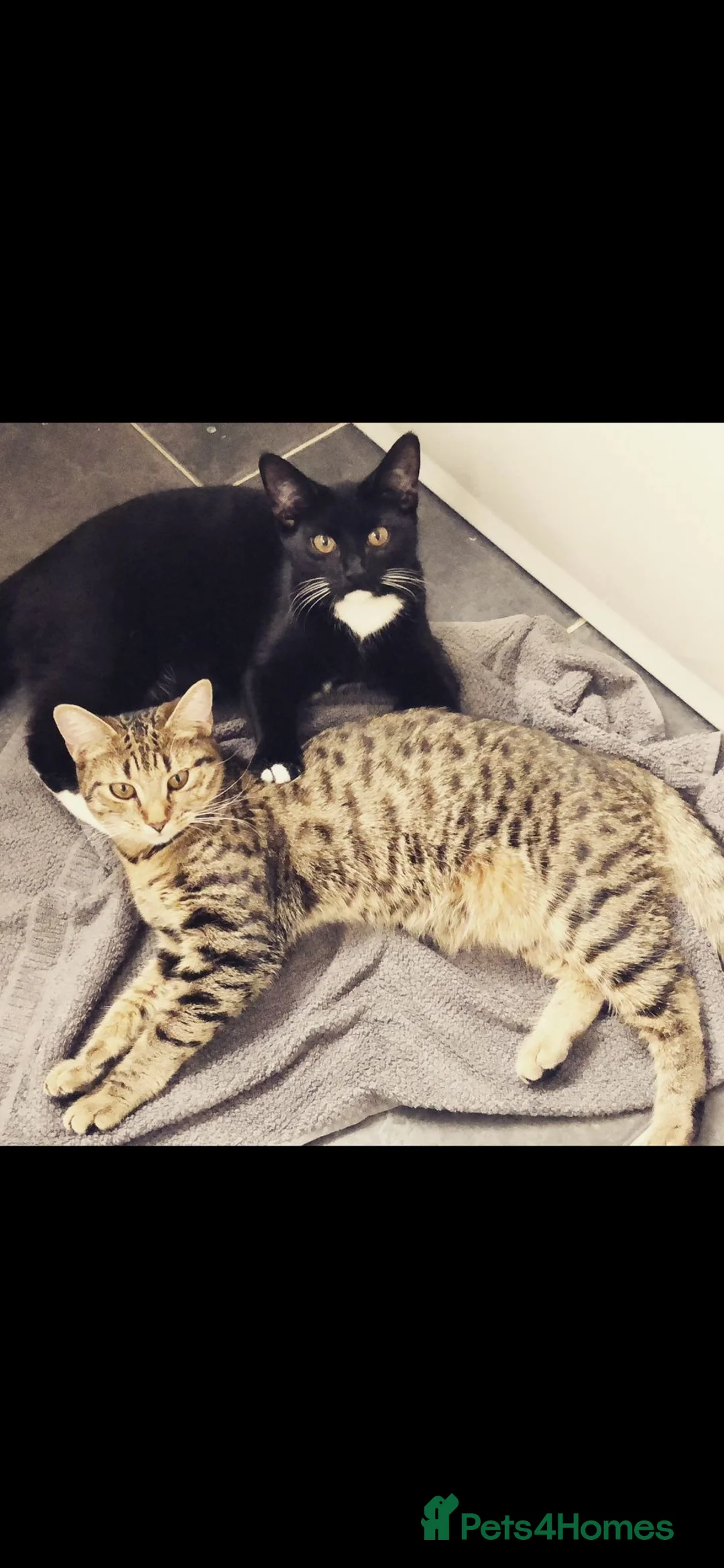 Mixed Breed cats for sale: Pumpkin & Yoshi  - Advert 9