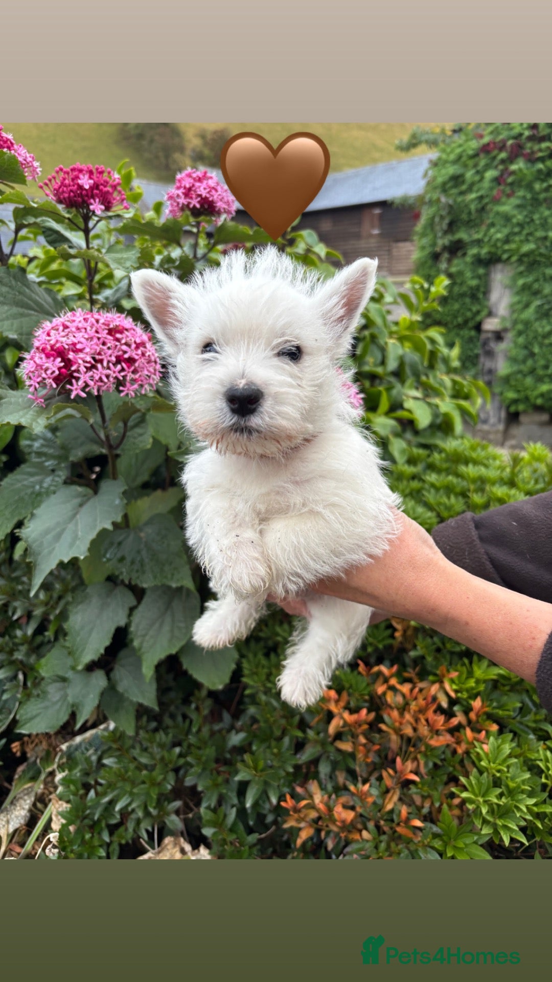 West Highland Terrier dogs 5 Gorgeous KC Registered West Highland Terriers - Advert 2
