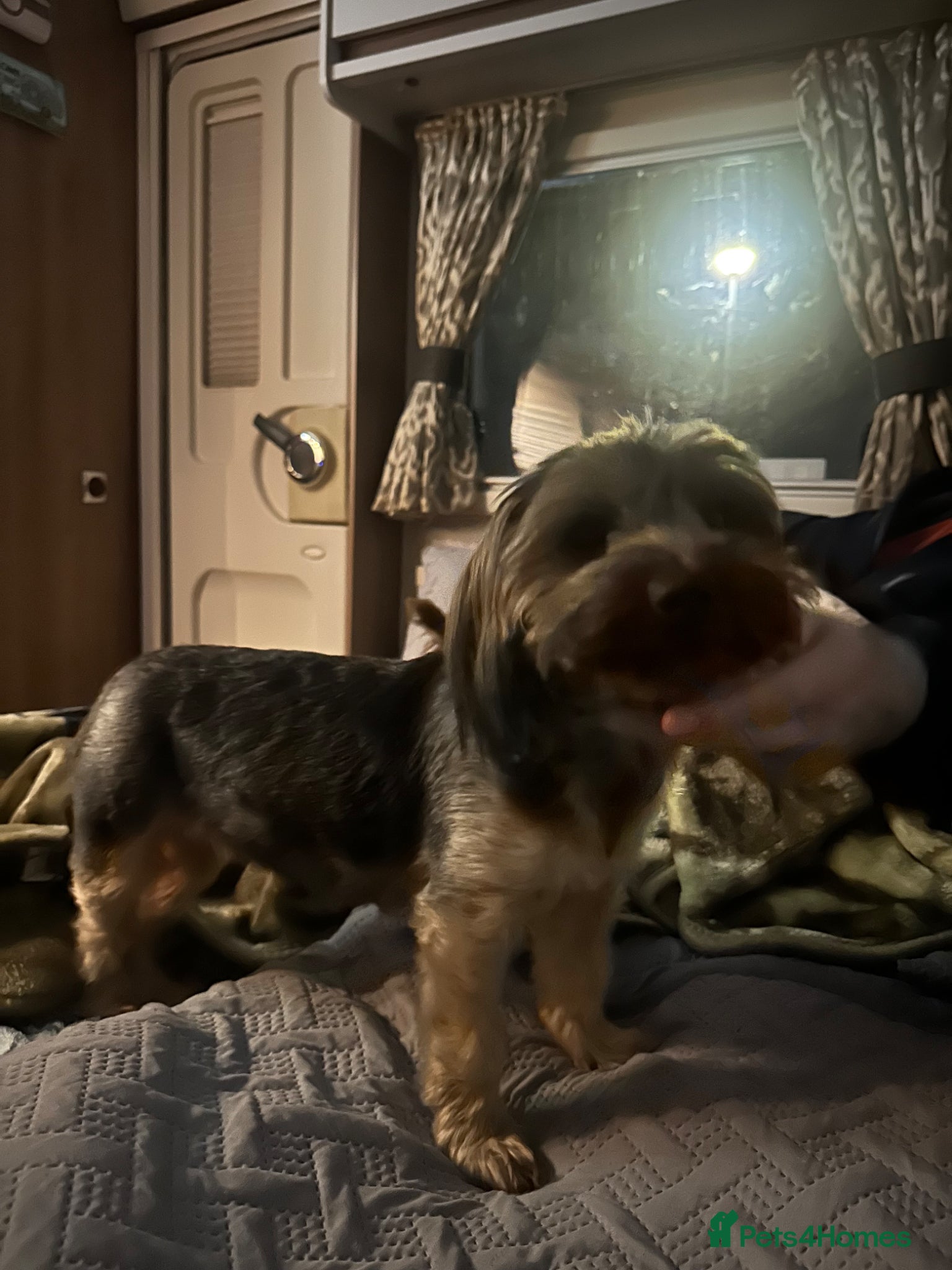 Yorkshire Terrier dogs Yorkshire terrier puppies  - Advert 8