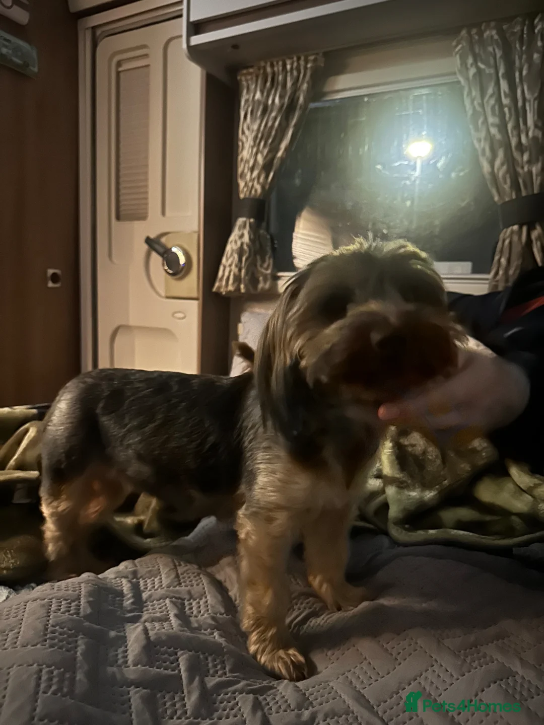 Yorkshire Terrier dogs for sale: Yorkshire terrier puppies  - Advert 1