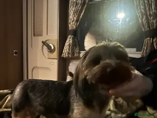 Yorkshire Terrier dogs Yorkshire terrier puppies - Advert 8