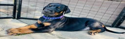 Dobermann dogs for sale: KC registered exclusive Dobermann puppies  - Advert 27