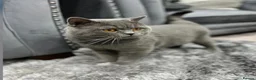 British Shorthair cats for sale: 100% PURE BSH GIRLS champion show quality  - Advert 9