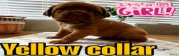 Dogue De Bordeaux dogs for sale: Beautiful KC Registered Dogue de Bordeaux Puppies - Advert 11