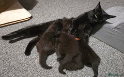 Mixed Breed cats for sale:  ✨ 3 Female Kittens Looking for Forever Homes ✨ - Advert 2