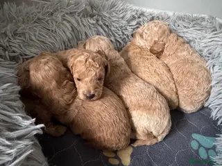 Toy Poodle dogs KC Pedigree Toy Poodle Puppies - Advert 6