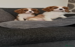 Cavalier King Charles Spaniel dogs for sale: Kennel club reg dna cavalier pups fully vaccine  - Image 21