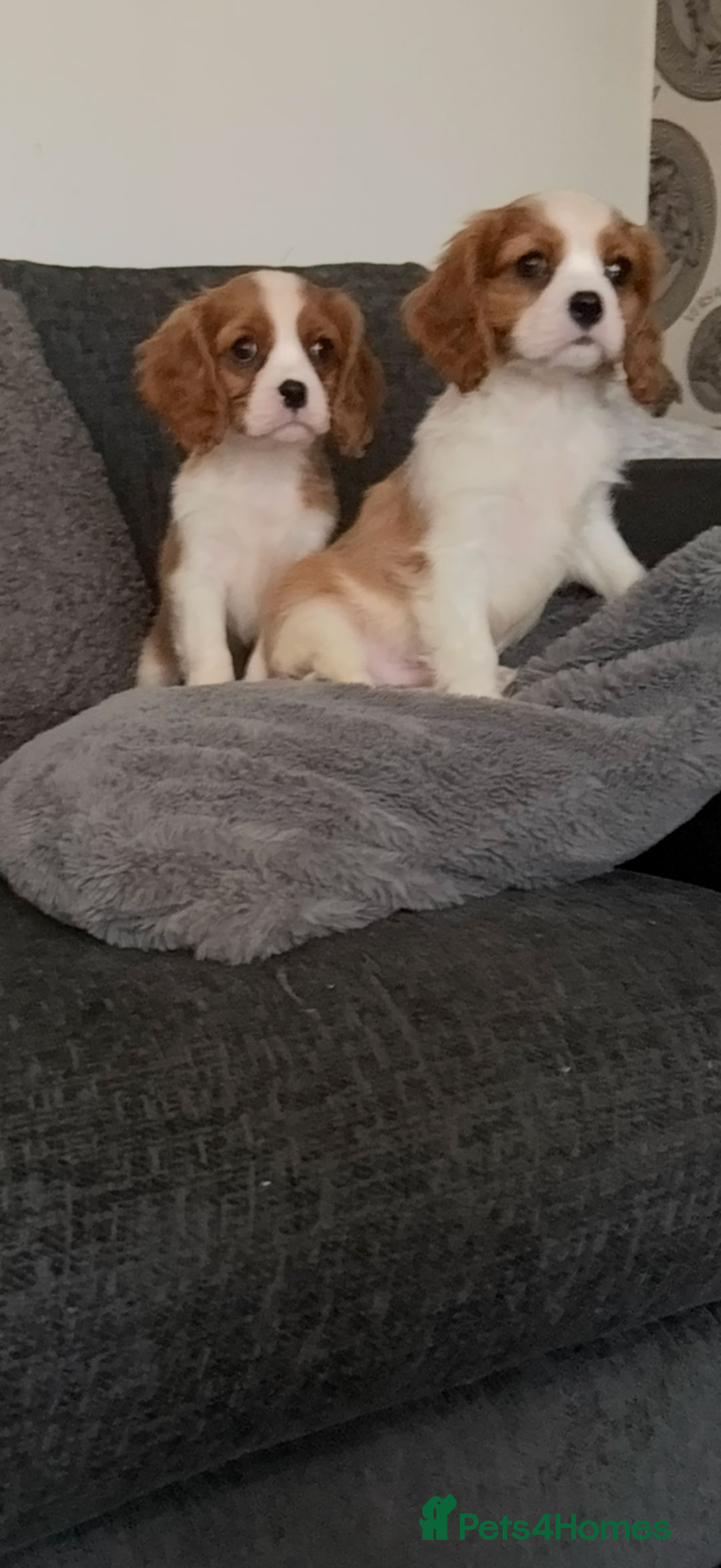 Cavalier King Charles Spaniel dogs for sale: Kennel club reg dna cavalier pups fully vaccine  - Image 21