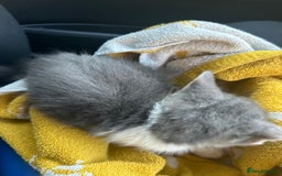 Mixed Breed cats for sale: Male kitten for sale..8 weeks old xx - Image 2