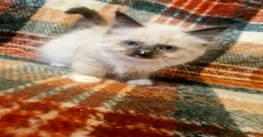 Ragdoll cats - Advert 7