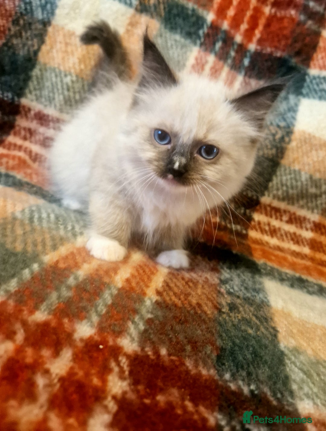 Ragdoll cats for sale: 🥰Fluffdoll Ragdoll Gorgeous Girls 🥰 - Image 3
