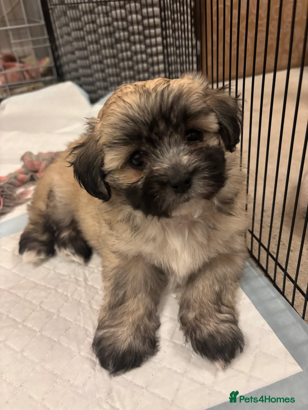 Maltipoo dogs for sale: Maltipoo - Advert 26