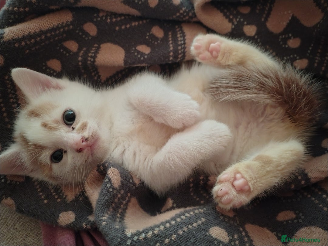 American Shorthair cats for sale: 2 boys for sale  - Image 3