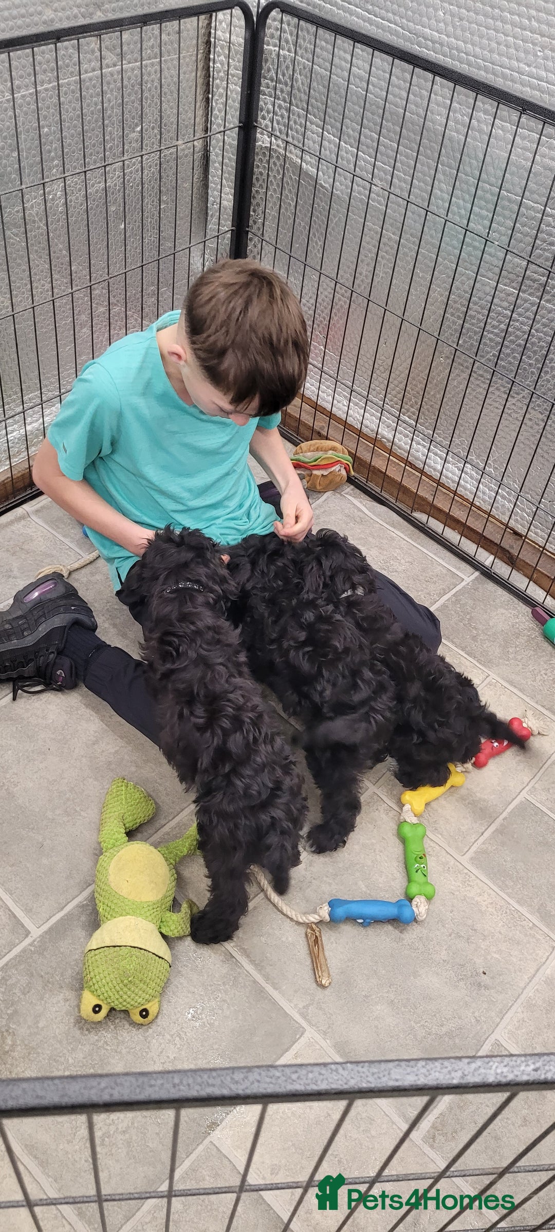 Cockapoo dogs for sale: 3 Stunning Black Girls F1 Show type cockapoos - Advert 23