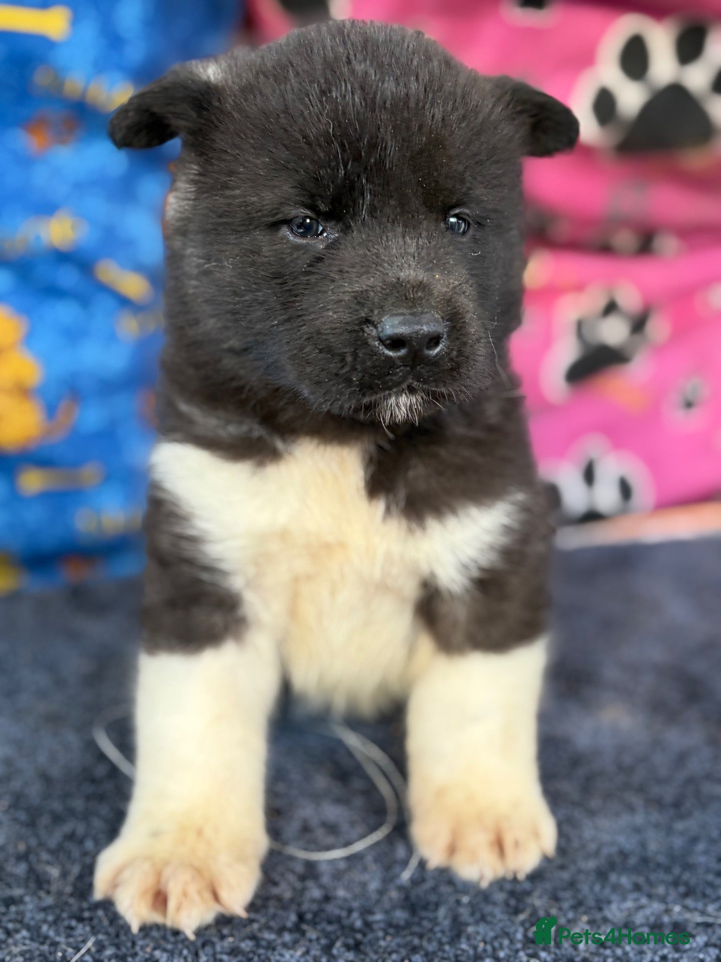 Akita dogs Beautiful American Akita Puppies - Advert 2