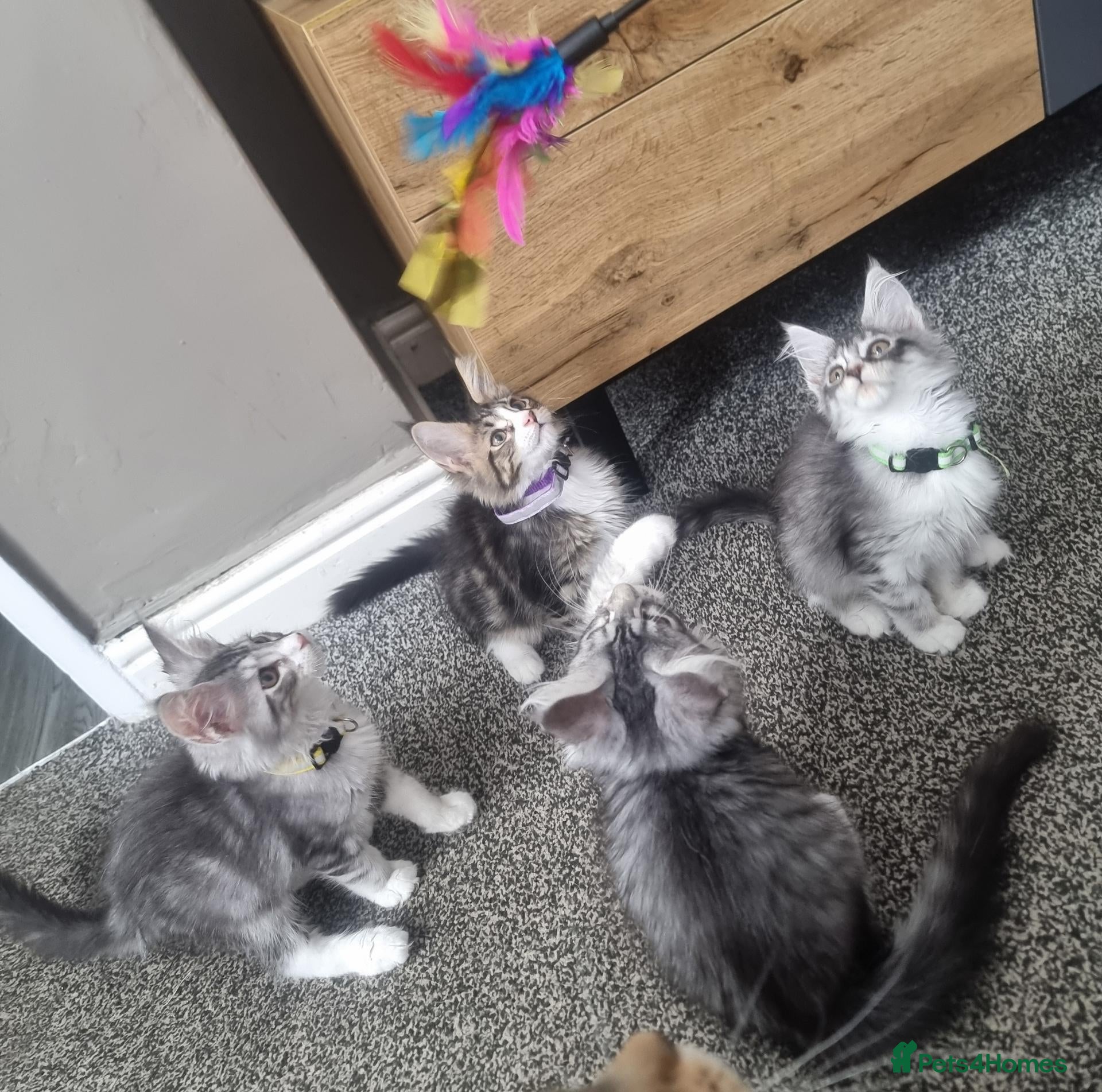 Maine Coon cats Tica!! Amazing kittens - Advert 9