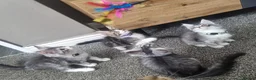 Maine Coon cats for sale: Tica!! Amazing kittens - Advert 1