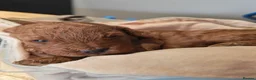 Cockapoo dogs for sale: Beautiful trio of Cockapoos for sale - Advert 27