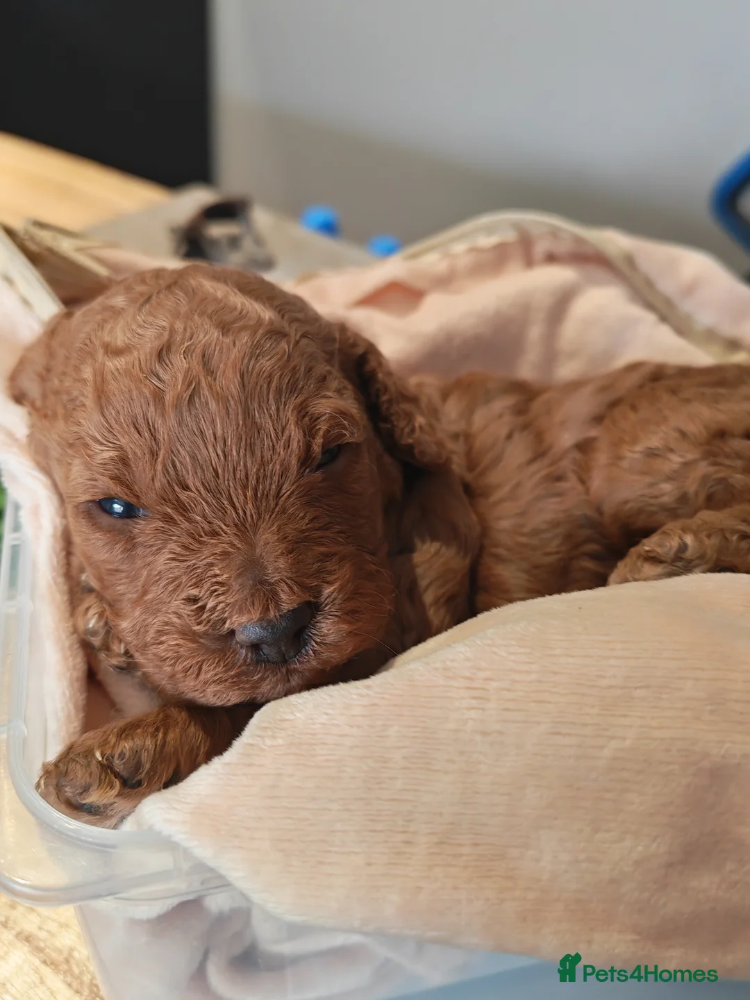 Cockapoo dogs for sale: Beautiful trio of Cockapoos for sale - Advert 27