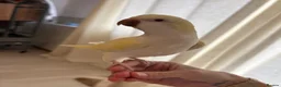 Parakeets birds for sale: Bonded pair Quakers  in Middlesbrough - Advert 2