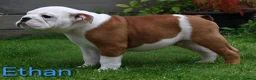 English Bulldog dogs for sale: KC Registered English Bulldog Puppies 🐾 - Advert 5