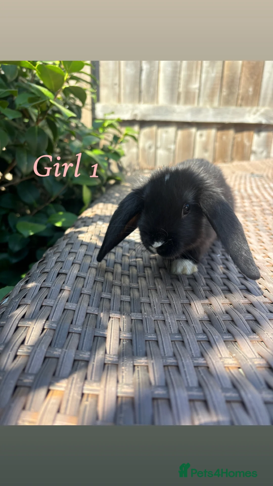 Mini Lop rabbits for sale:  8 Mini lop babies!! - Advert 2