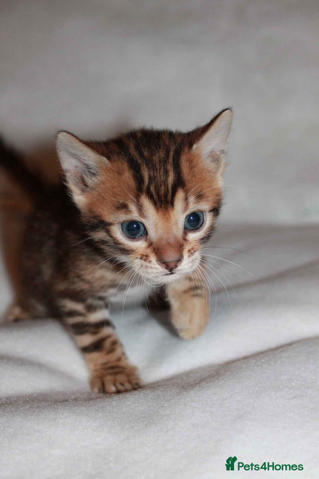 Bengal cats for sale: Gorgeous TICA Bengal Kittens - Ready 15/01/2026 - Advert 21