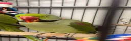 Parrots birds for sale: Alexandrine  - Advert 1