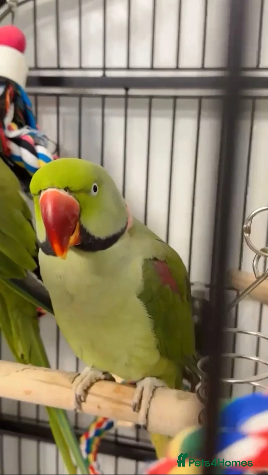 Parrots birds for sale: Alexandrine  - Advert 1