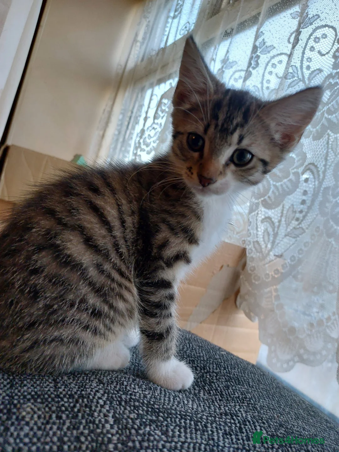 British Shorthair cats for sale: Kittens  in Nuneaton - Advert 2