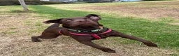 Labrador Retriever dogs for stud: Chocolate Labrador retriever stud  - Advert 8