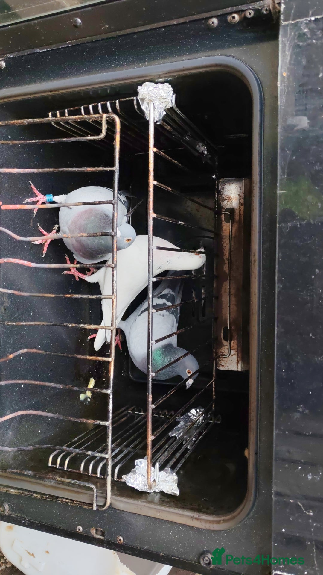 Pigeons birds for sale: GOOD DEAL! - Advert 2