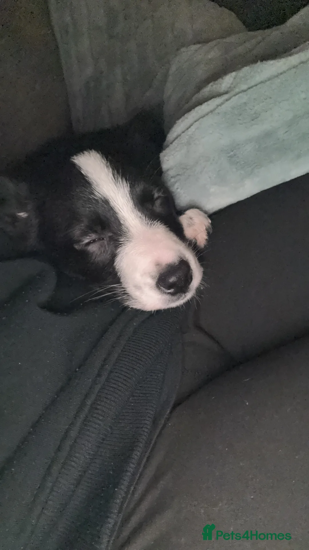 Border Collie dogs for sale: Little Maisie moo - Advert 18