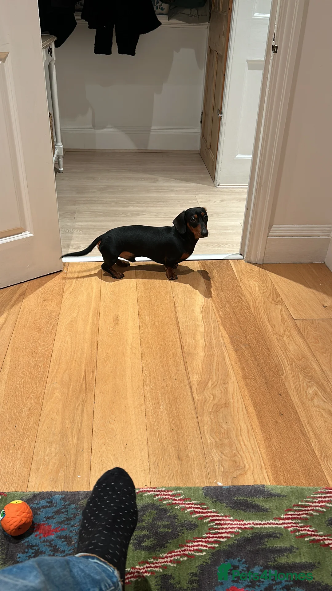 Dachshund dogs for stud: Malocolm is looking for a girlfriend  - Advert 3