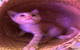 Maine Coon cats for sale: Mainecoon x British shorthair  - Image 4
