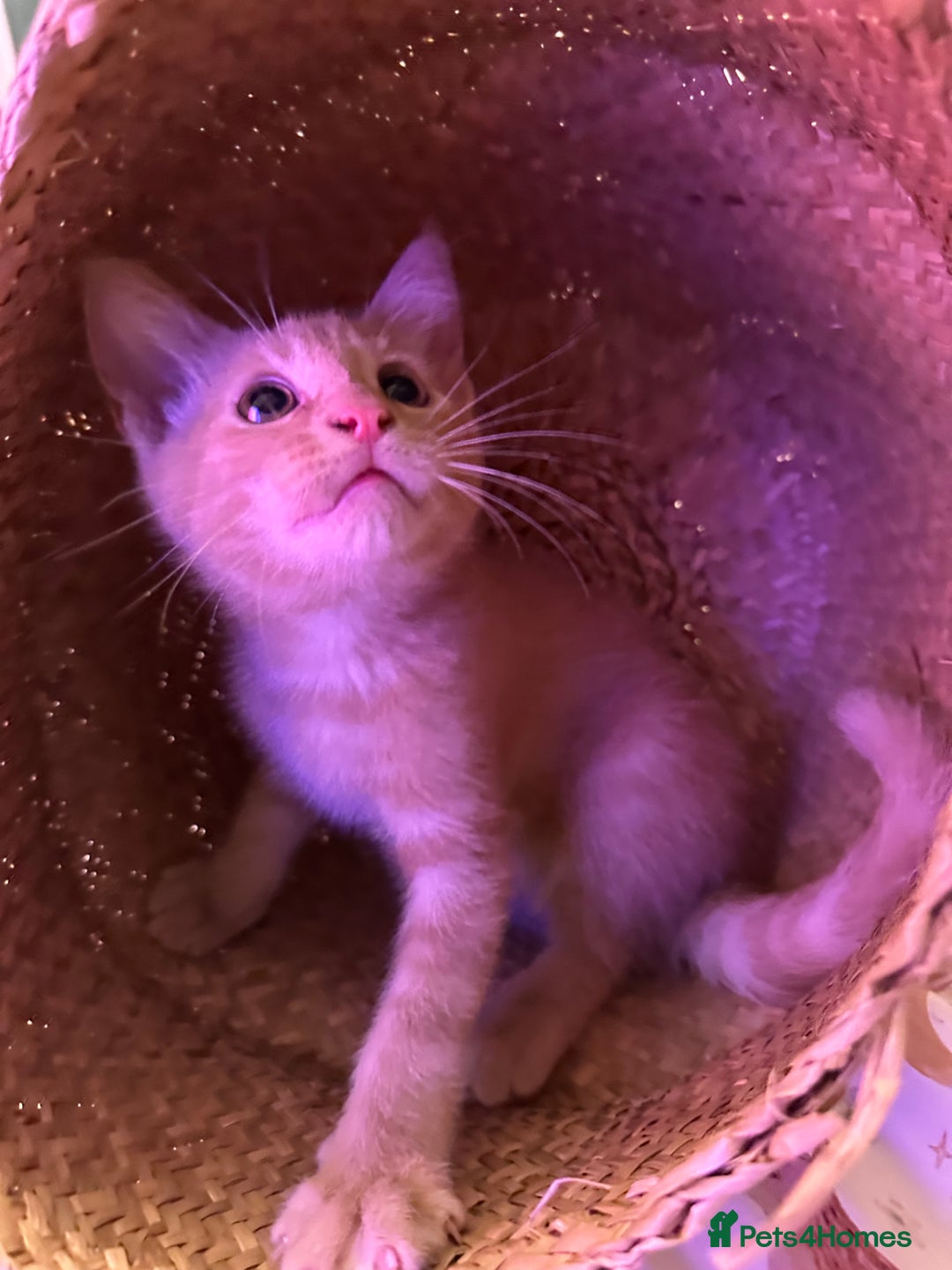 Maine Coon cats for sale: Mainecoon x British shorthair  - Image 4