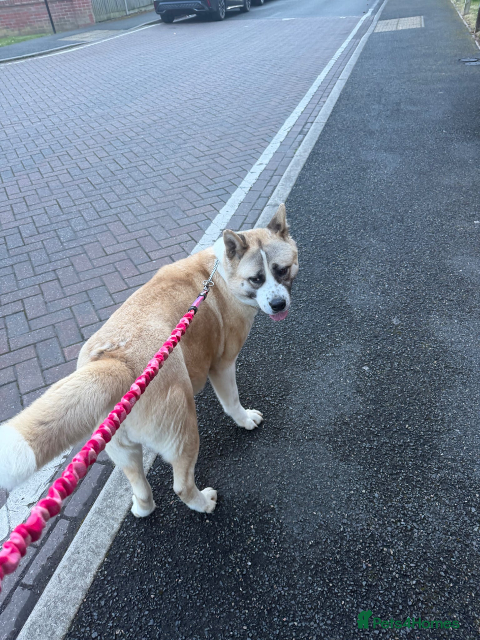 Akita dogs Akita  - Advert 7