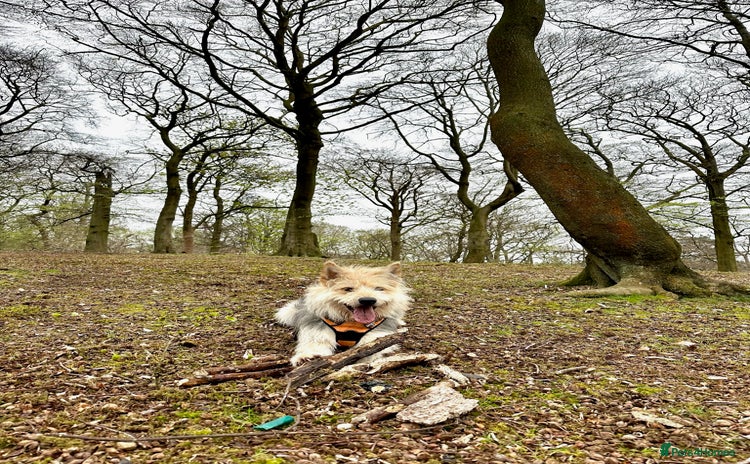 Mixed Breed dogs in Glasgow - Advert 3