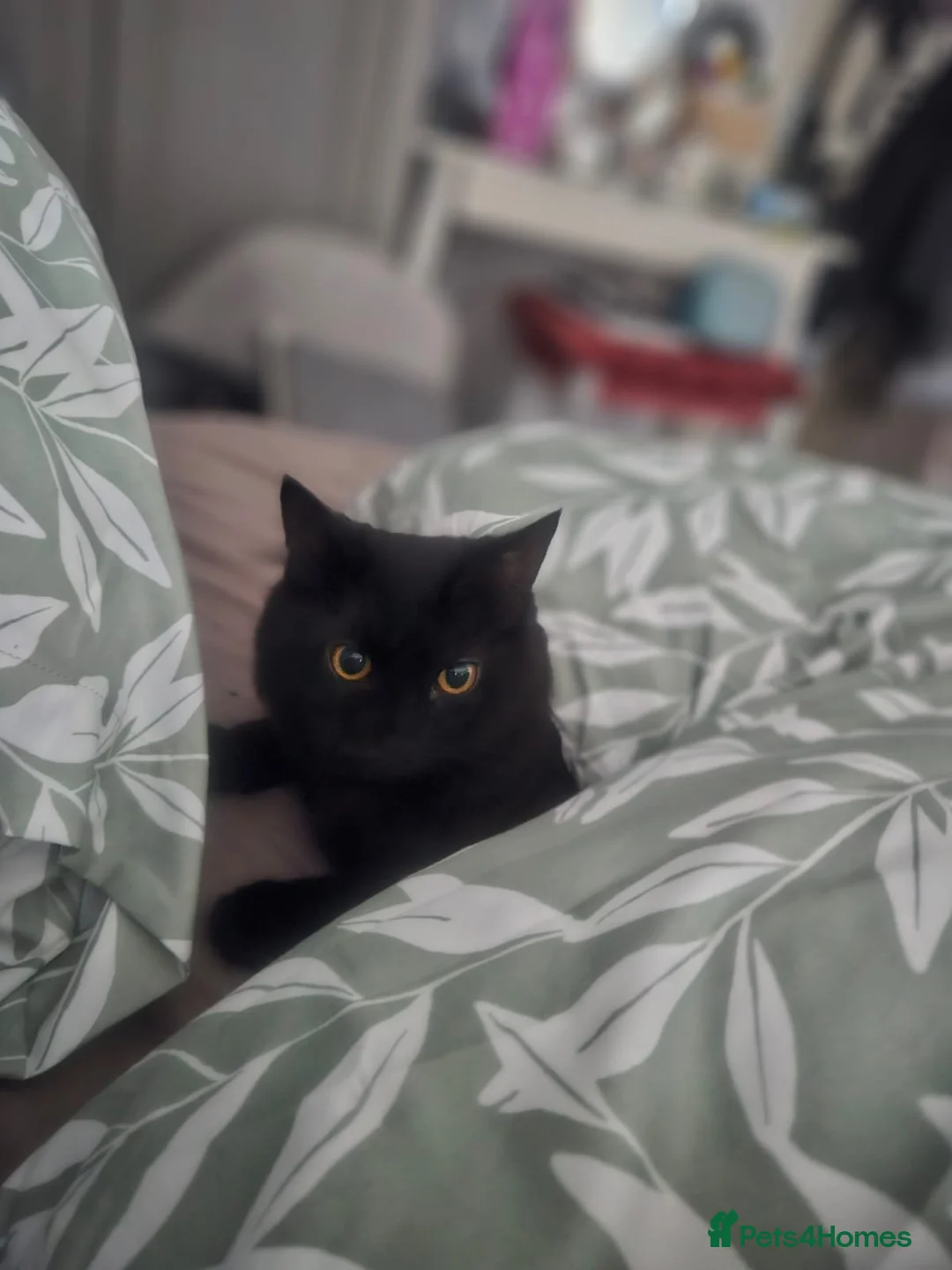 Mixed Breed cats for sale: Milo  - Advert 4