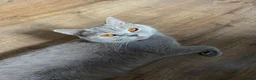 British Shorthair cats for sale: GCCF reg blue boy & lilac girl available 🩵💜 - Advert 15