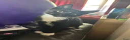 Mixed Breed cats for sale: Black and White Cat for Sale - Advert 21