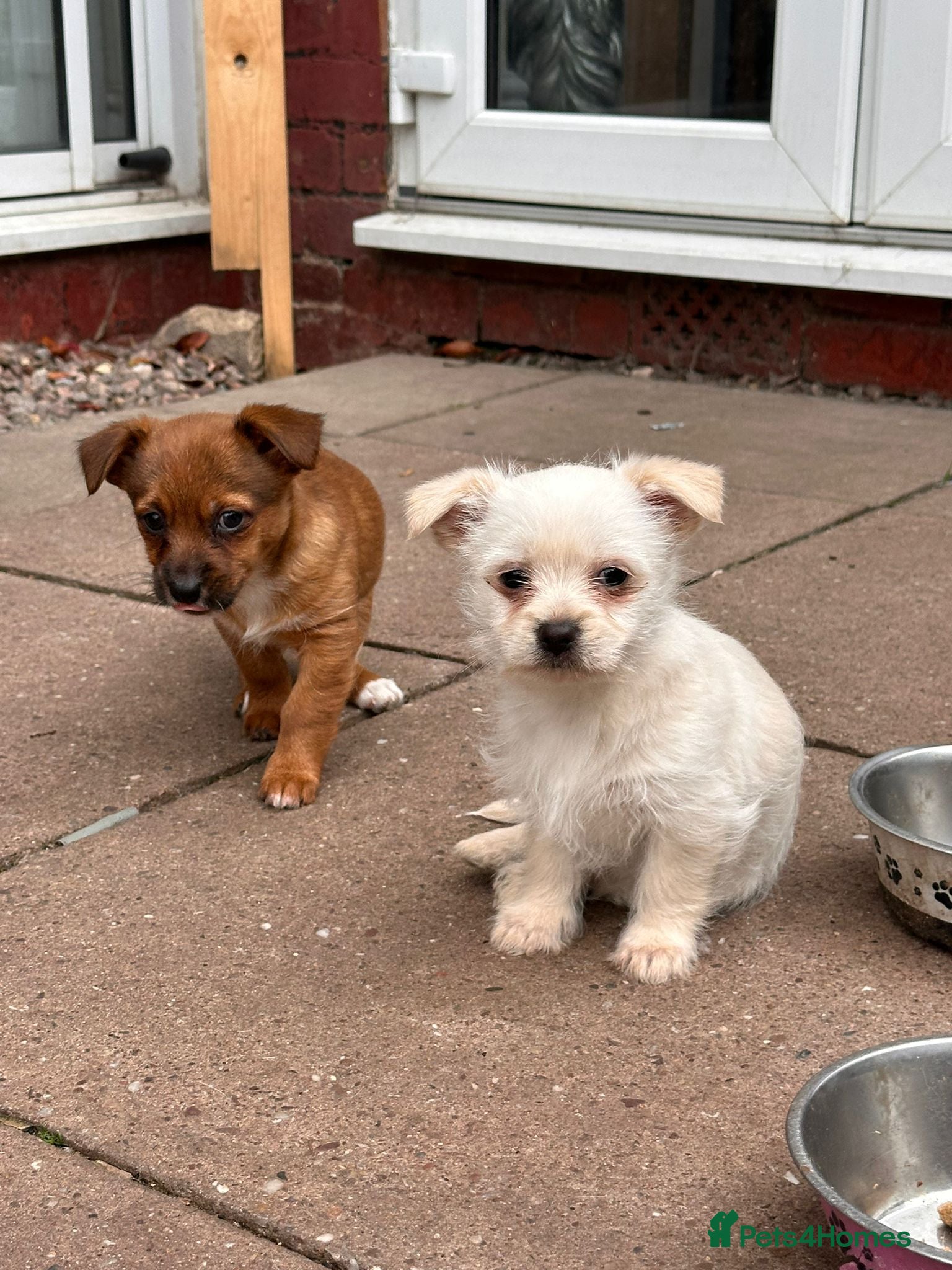 Jack Russell dogs Mini jack Russell / terrier babies, last girls  - Advert 18