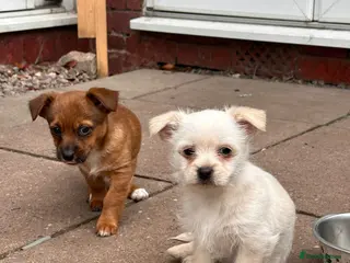 Jack Russell dogs Mini jack Russell / terrier babies, last girls - Advert 18