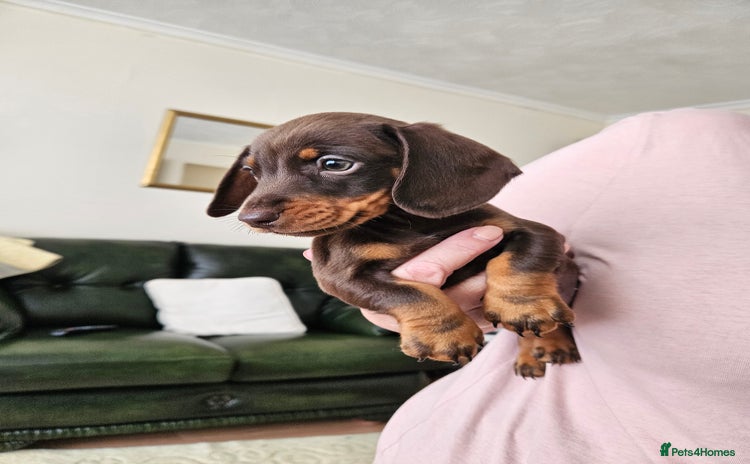 Miniature Dachshund dogs - Advert 1
