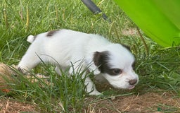 Cocker Spaniel dogs for sale: Gamekeeper bred cockers  - Image 8